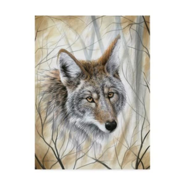 Chuck Black 'A Wild Gaze' Canvas Art, 35x47, Trademark Fine Art, Mfr#: ALI20865-C3547GG
